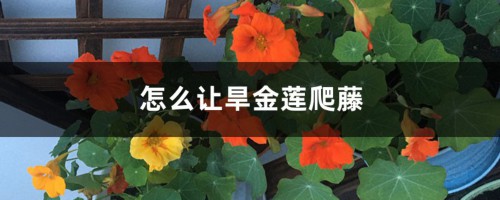 旱金莲爬藤吗，怎么让它爬藤