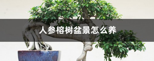 人参榕树盆景怎么养，人参榕树盆景图片