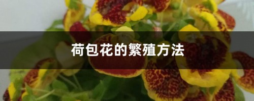 荷包花的繁殖方法，怎么养