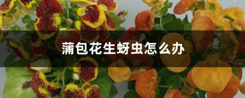 蒲包花生蚜虫怎么办