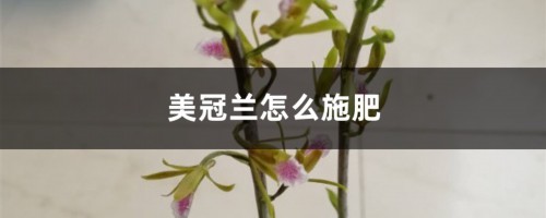 美冠兰怎么施肥