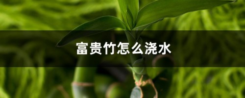 富贵竹怎么浇水