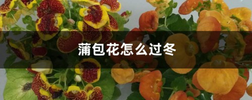 蒲包花怎么过冬