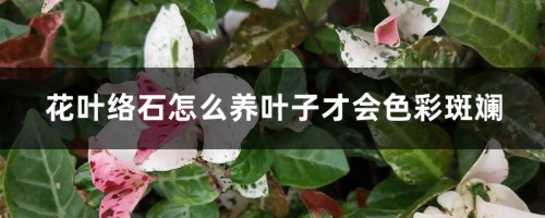 花叶络石怎么养叶子才会色彩斑斓