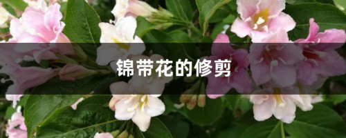 锦带花的修剪