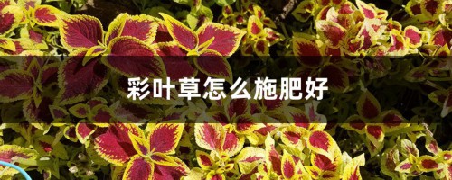 彩叶草怎么施肥好